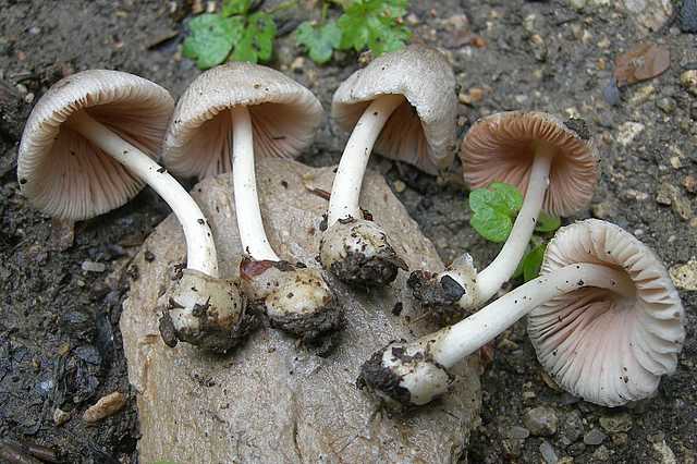 Volvariella spec.